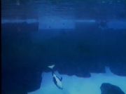 SeaWorld San Diego Webcam