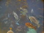 Monterey Bay Aquarium Webcam