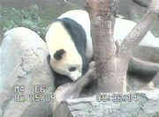 San Diego Zoo Panda Webcam