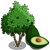 FarmVille avocado tree